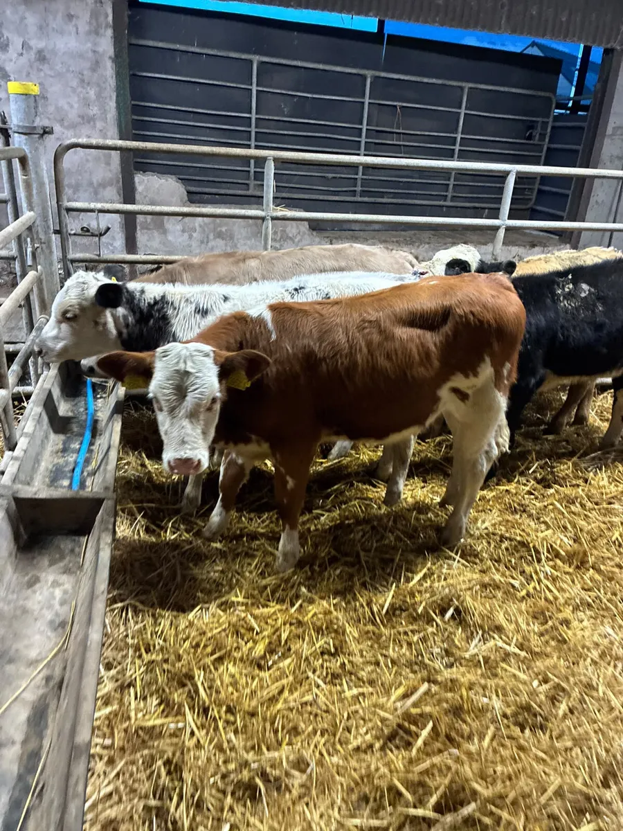Char sim and blue heifers - Image 2