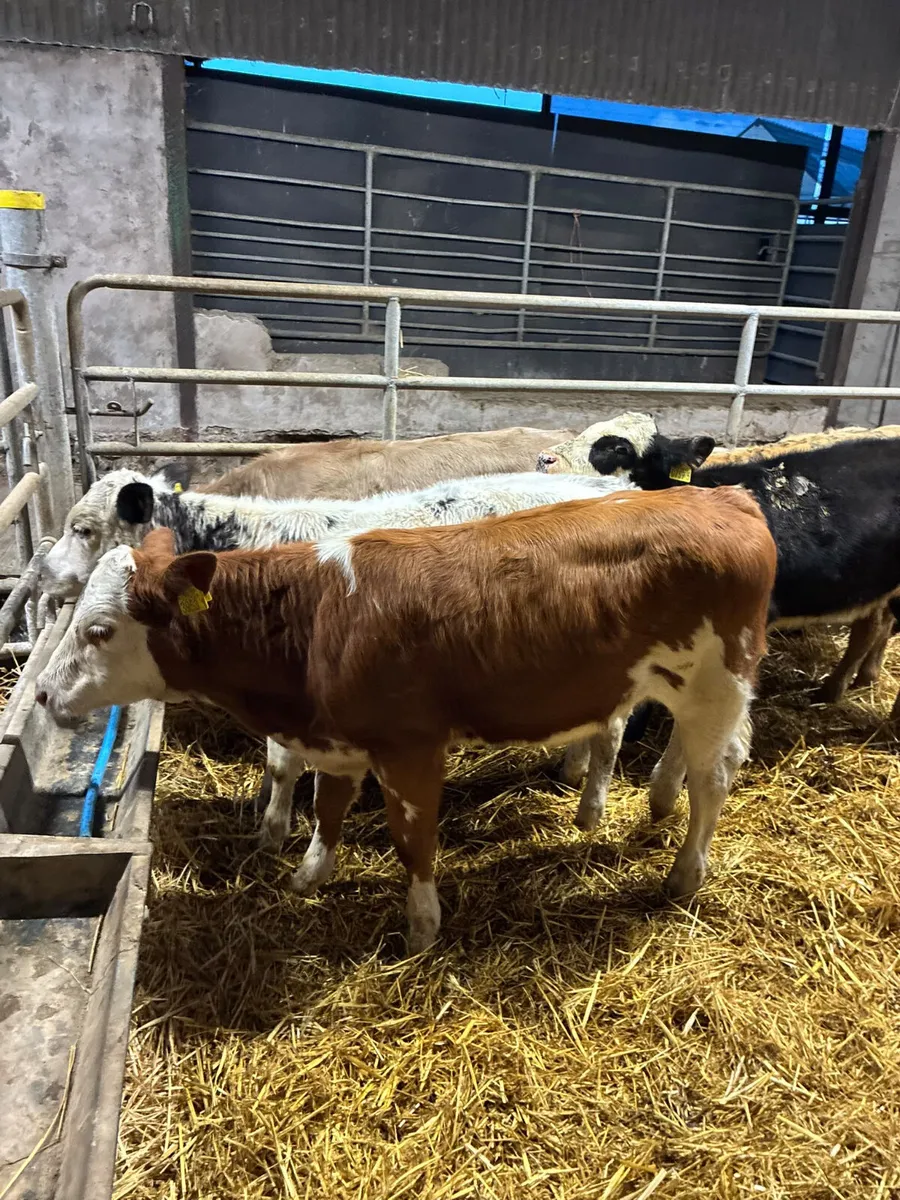 Char sim and blue heifers - Image 4