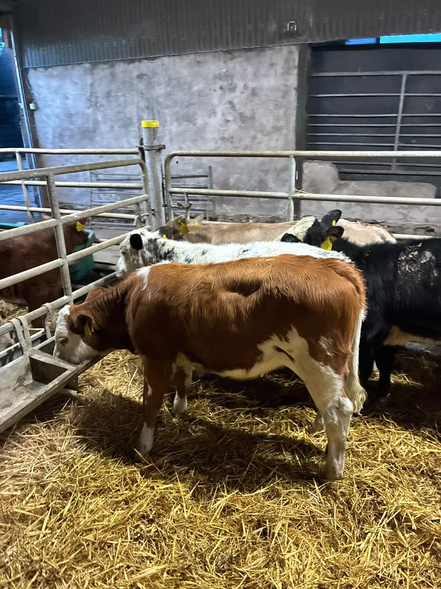 Char sim and blue heifers - Image 3