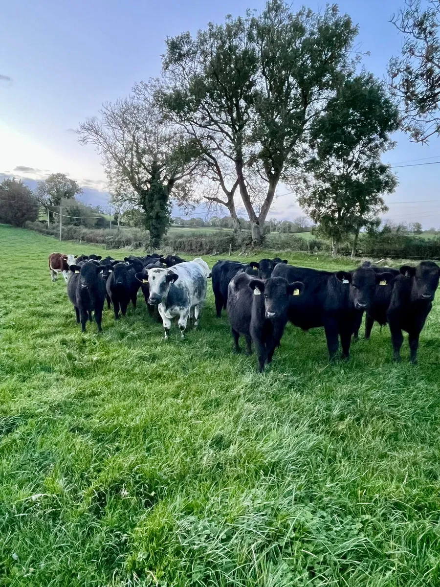 Angus, Hereford and Belgian Blue Weanlings - Image 2