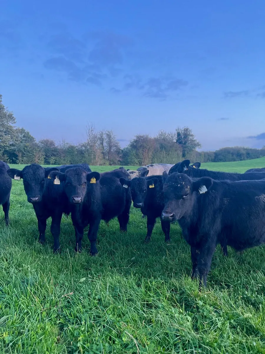 Angus, Hereford and Belgian Blue Weanlings - Image 1