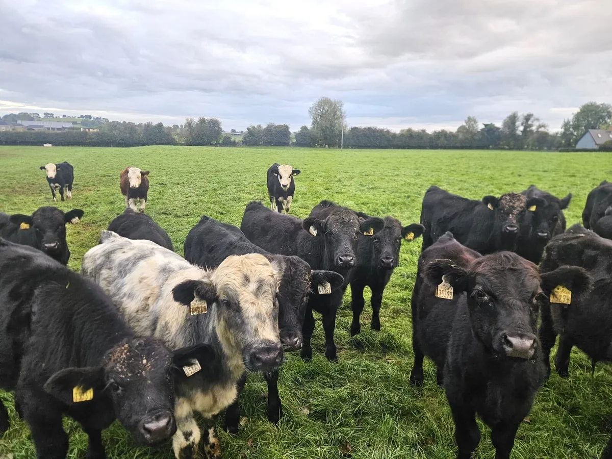 Angus, Hereford and Belgian Blue Weanlings - Image 4
