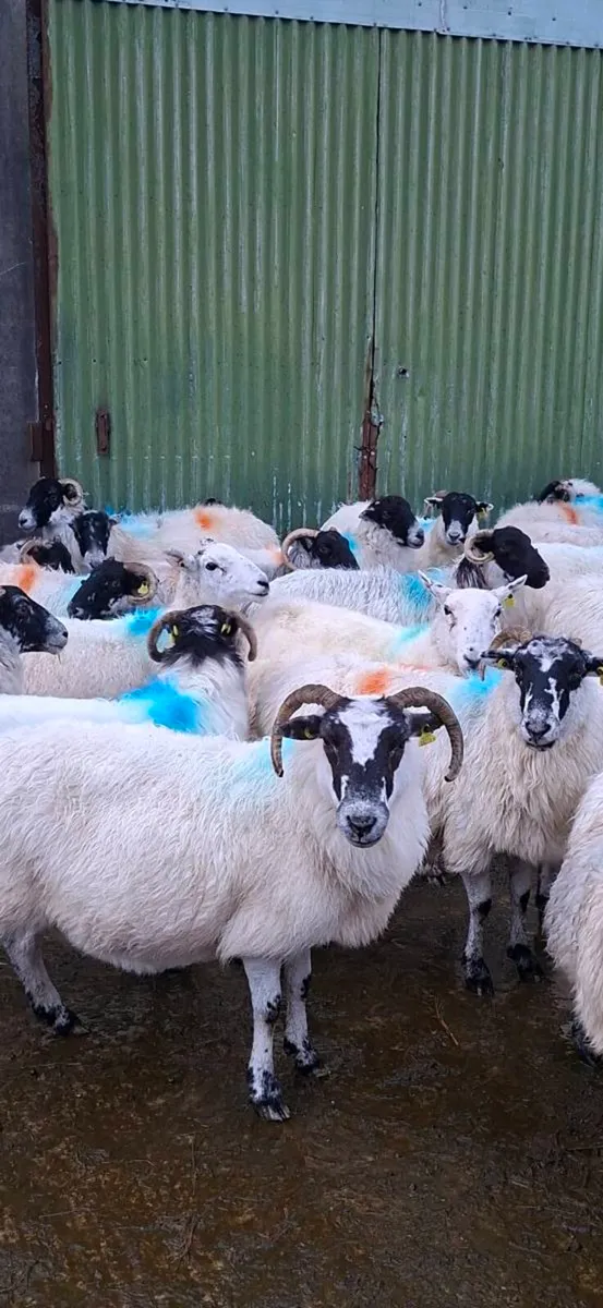 Ewes for sale - Image 1
