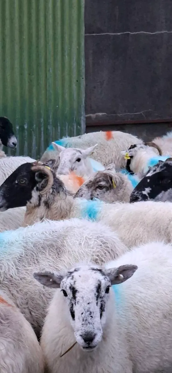 Ewes for sale - Image 2