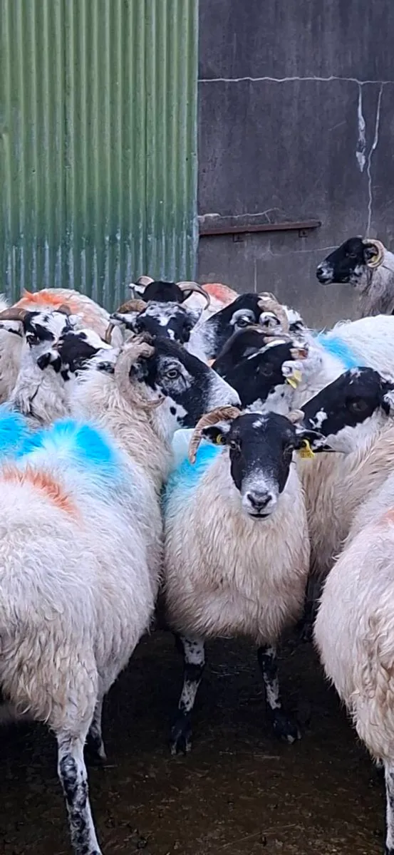 Ewes for sale - Image 3
