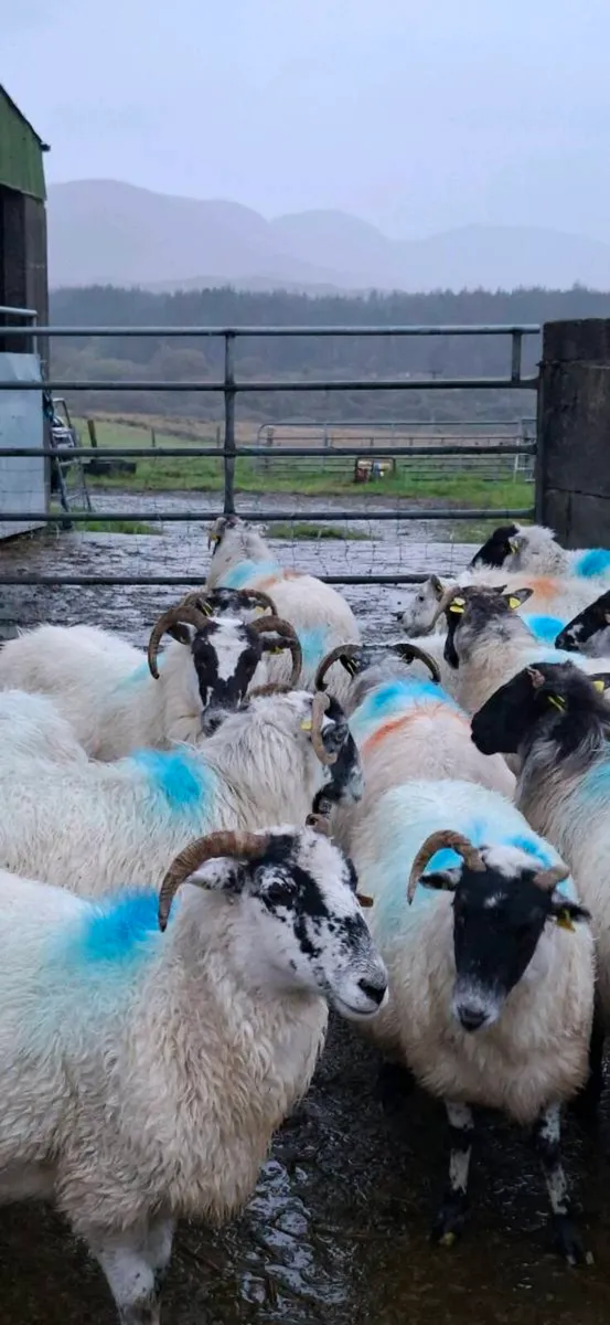 Ewes for sale - Image 4
