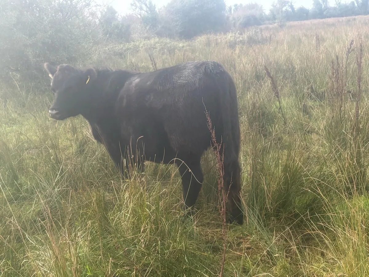 Pedigree Angus - Image 1