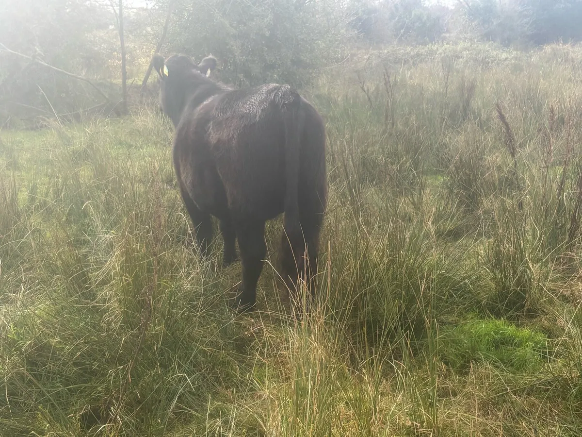 Pedigree Angus - Image 2