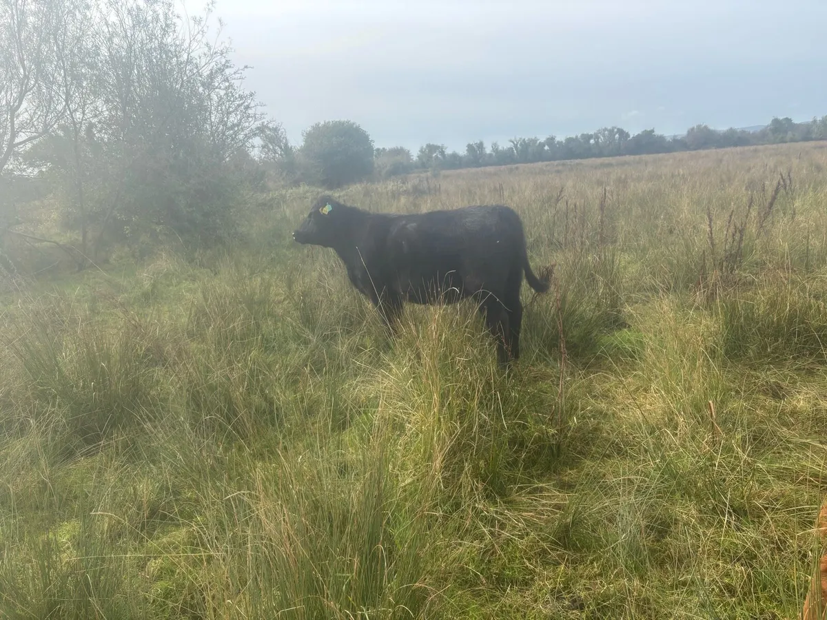 Pedigree Angus - Image 3
