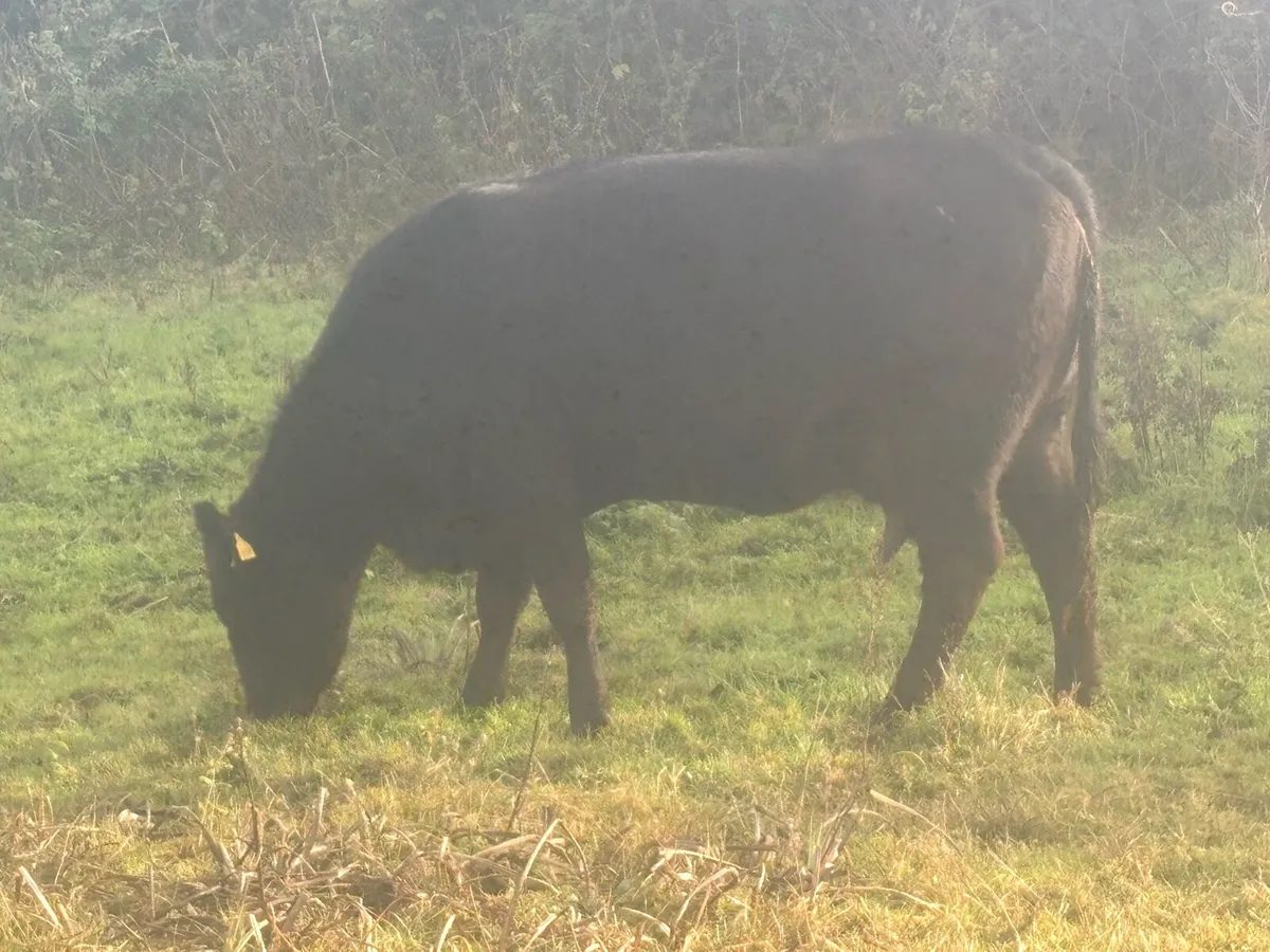 Pedigree Angus - Image 4