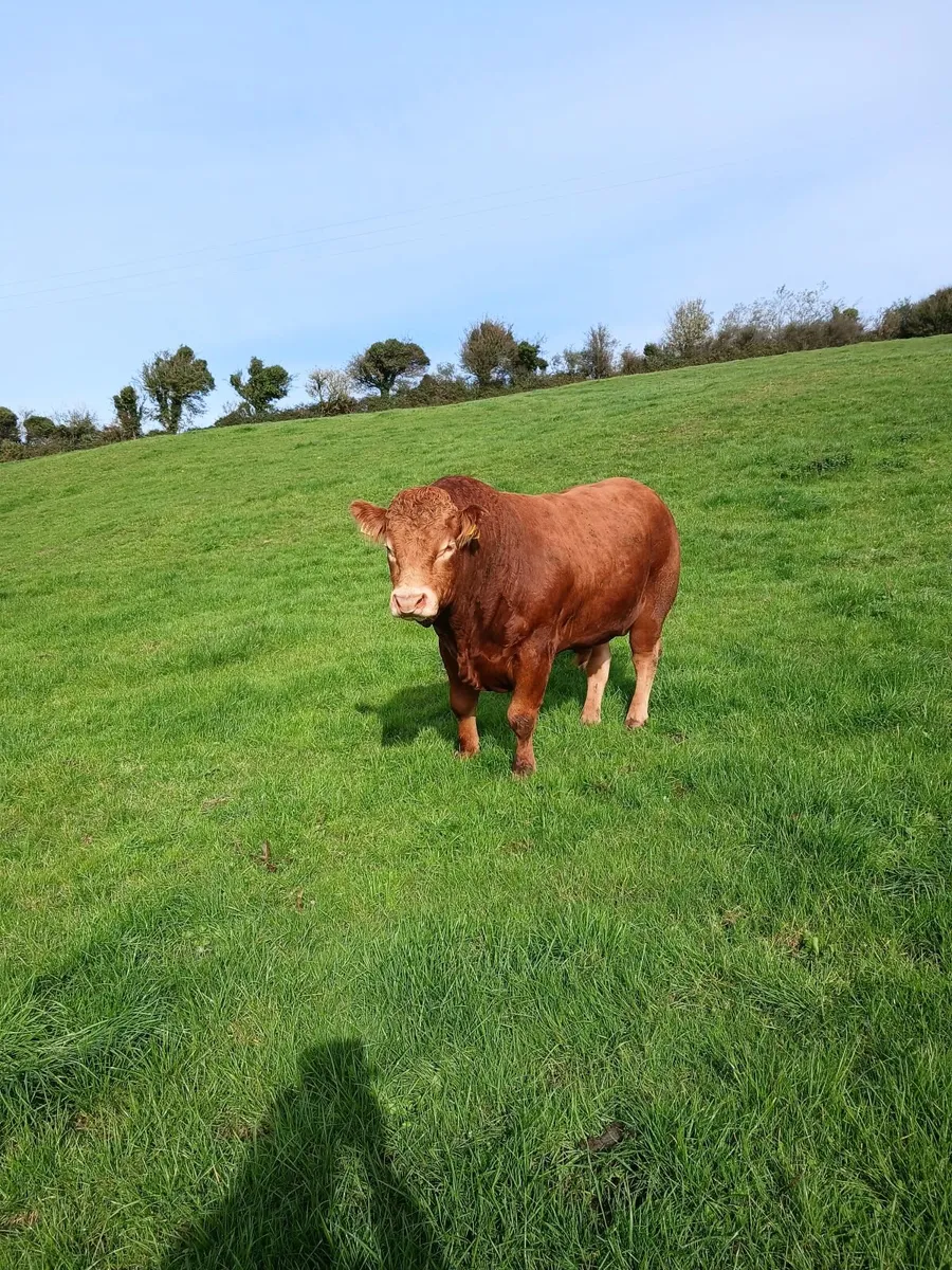 5* PED  LM Bull - Image 4