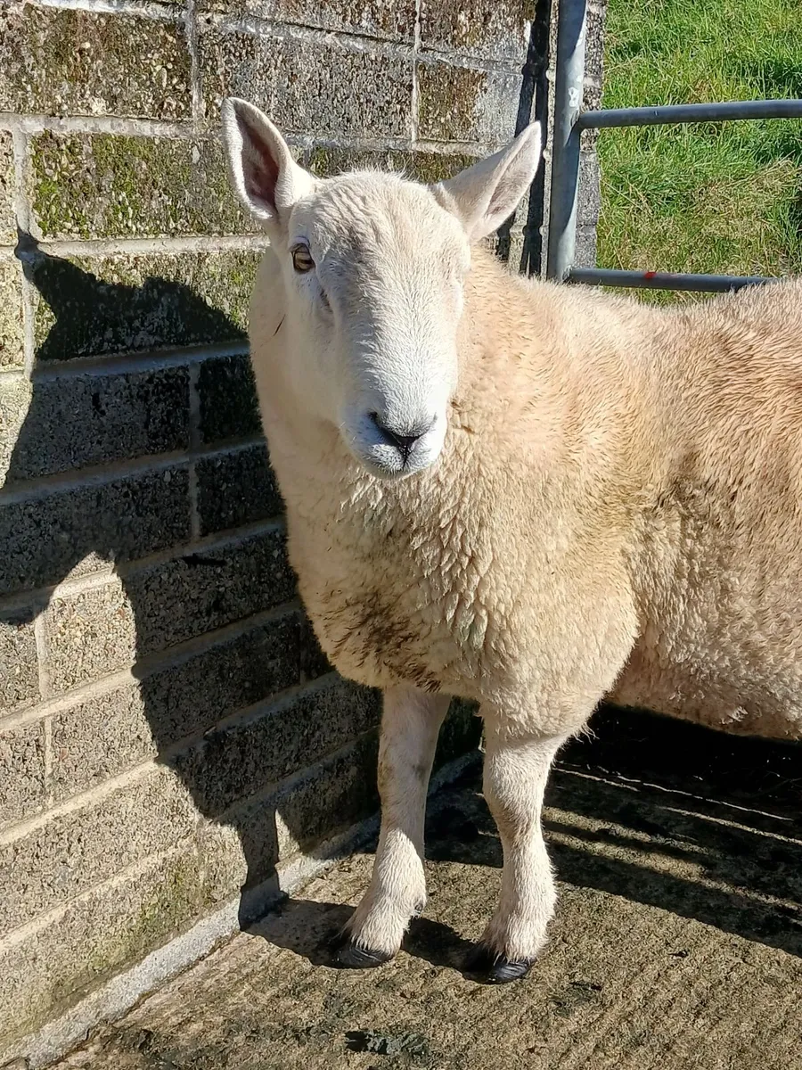 Rams - Image 1