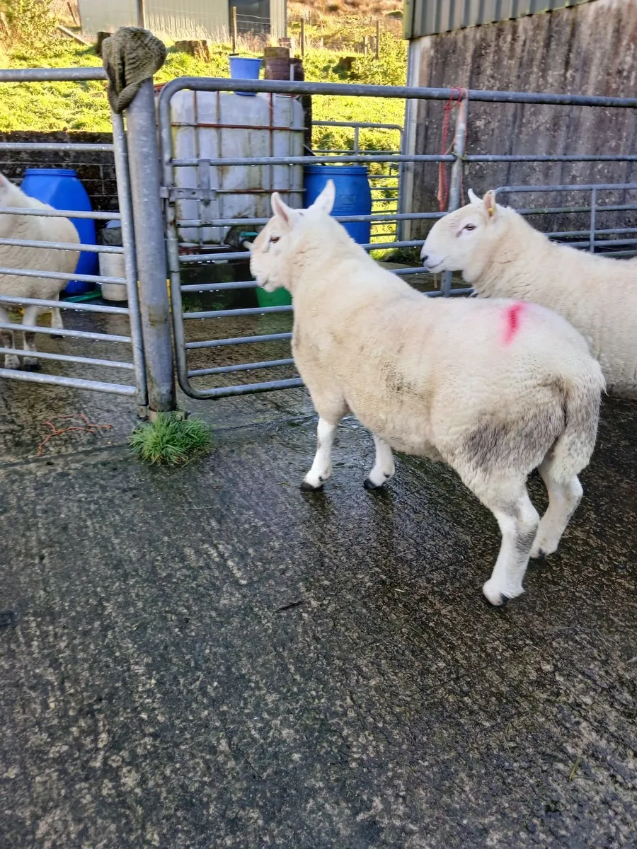 Rams - Image 2