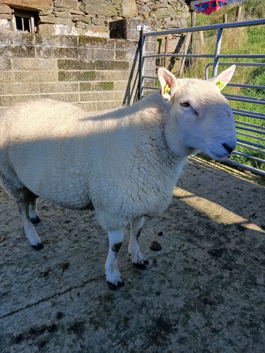 Rams - Image 3
