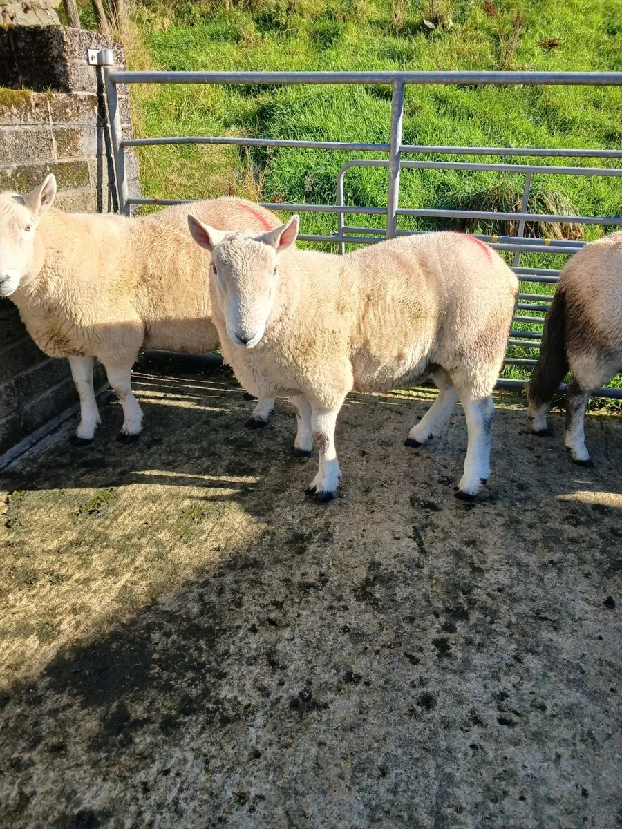 Rams - Image 4