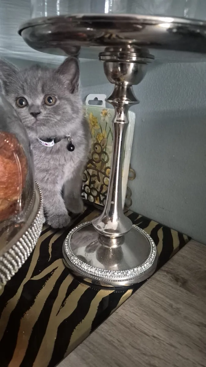 Cat - Image 1