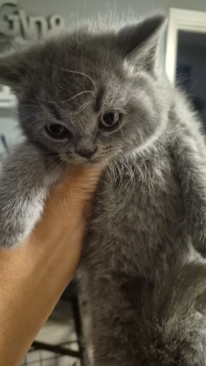 Cat - Image 2