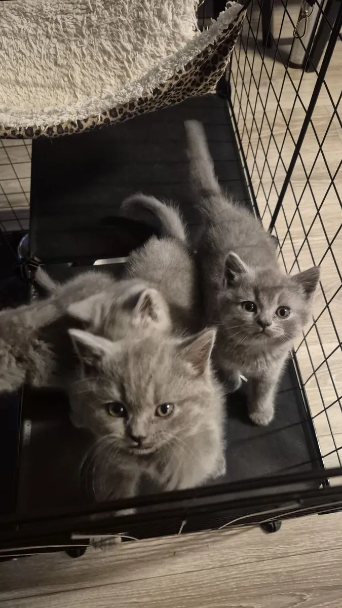 Cat - Image 3