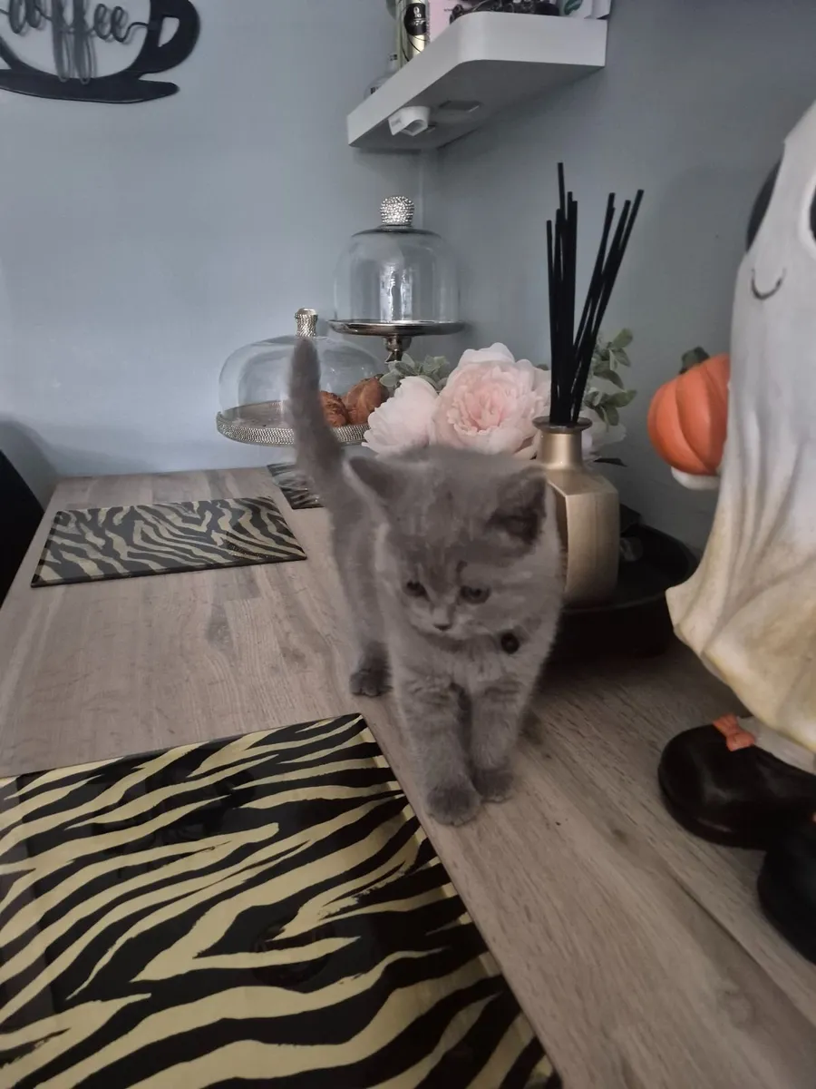 Cat - Image 4
