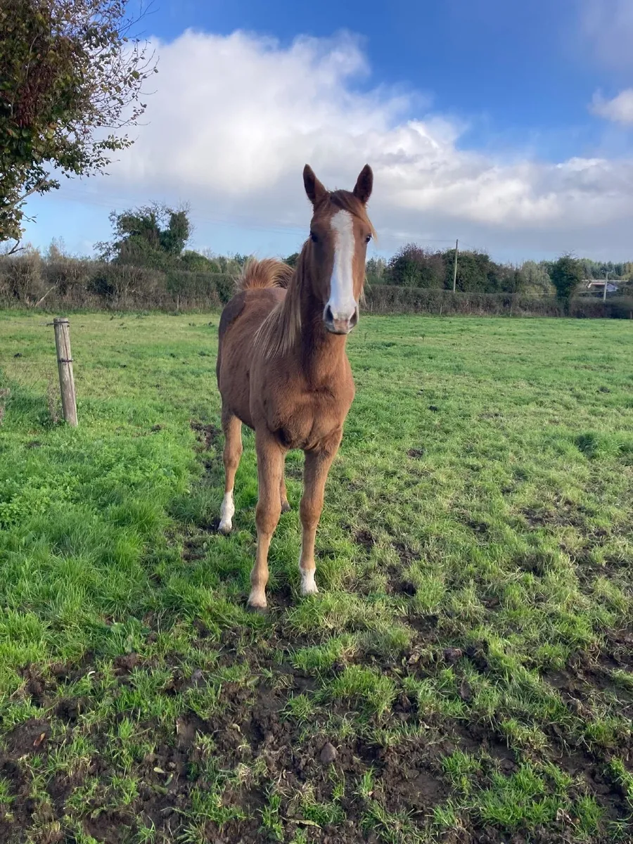 Horse - Image 2