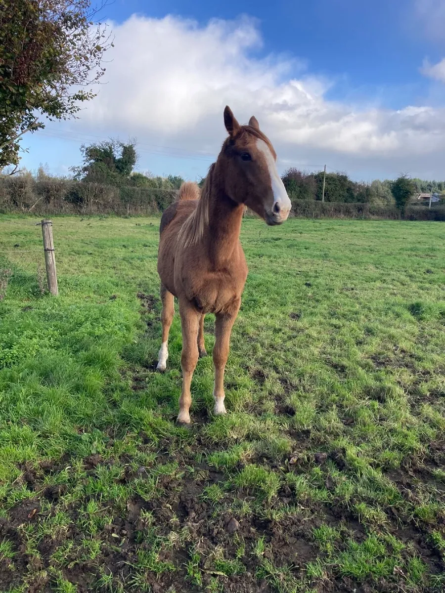 Horse - Image 1