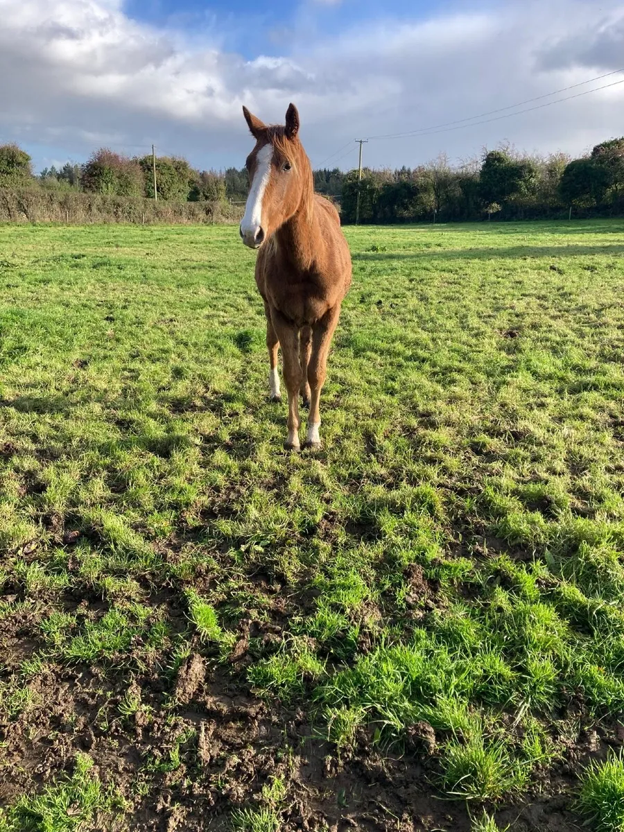 Horse - Image 4