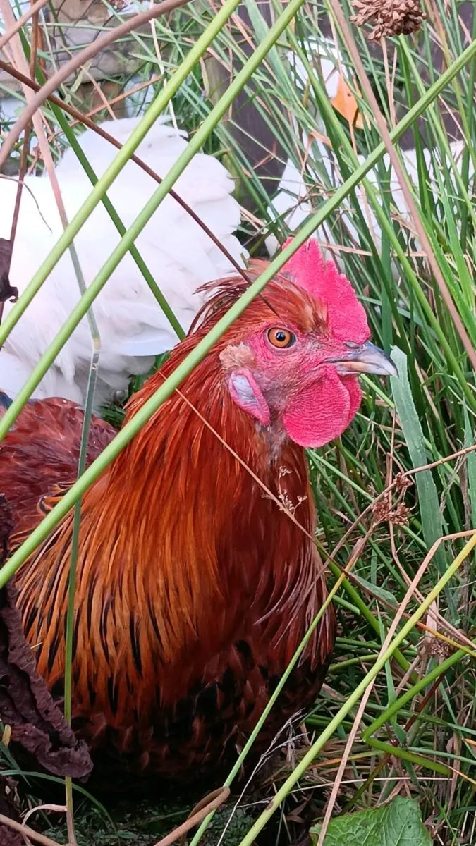 Free roosters and hatching eggs! - Image 3