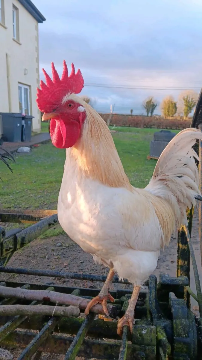Free roosters and hatching eggs! - Image 4