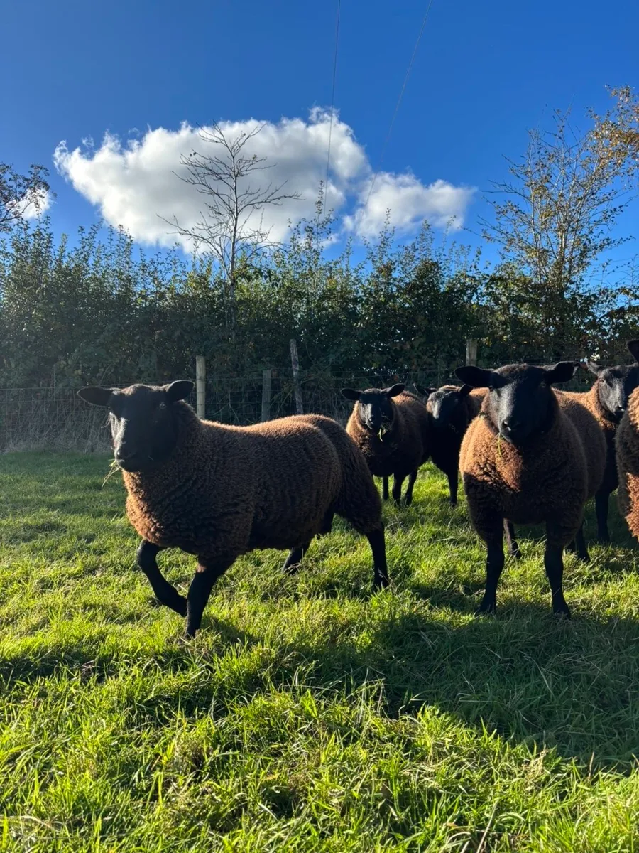 Dutch spotted crossed lambs - Image 1