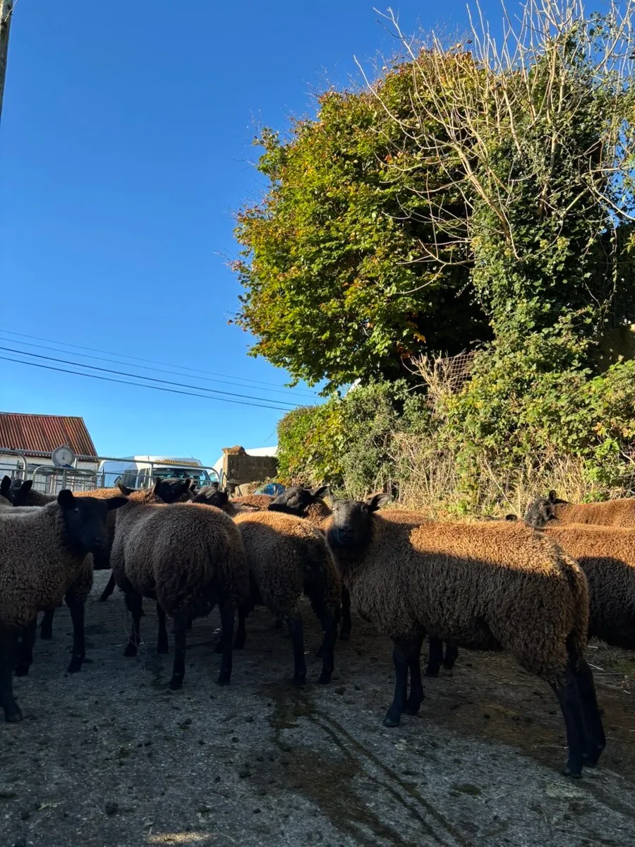 Dutch spotted crossed lambs - Image 3
