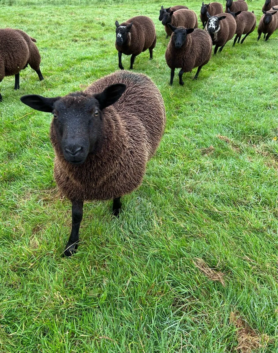 Dutch spotted crossed lambs - Image 4
