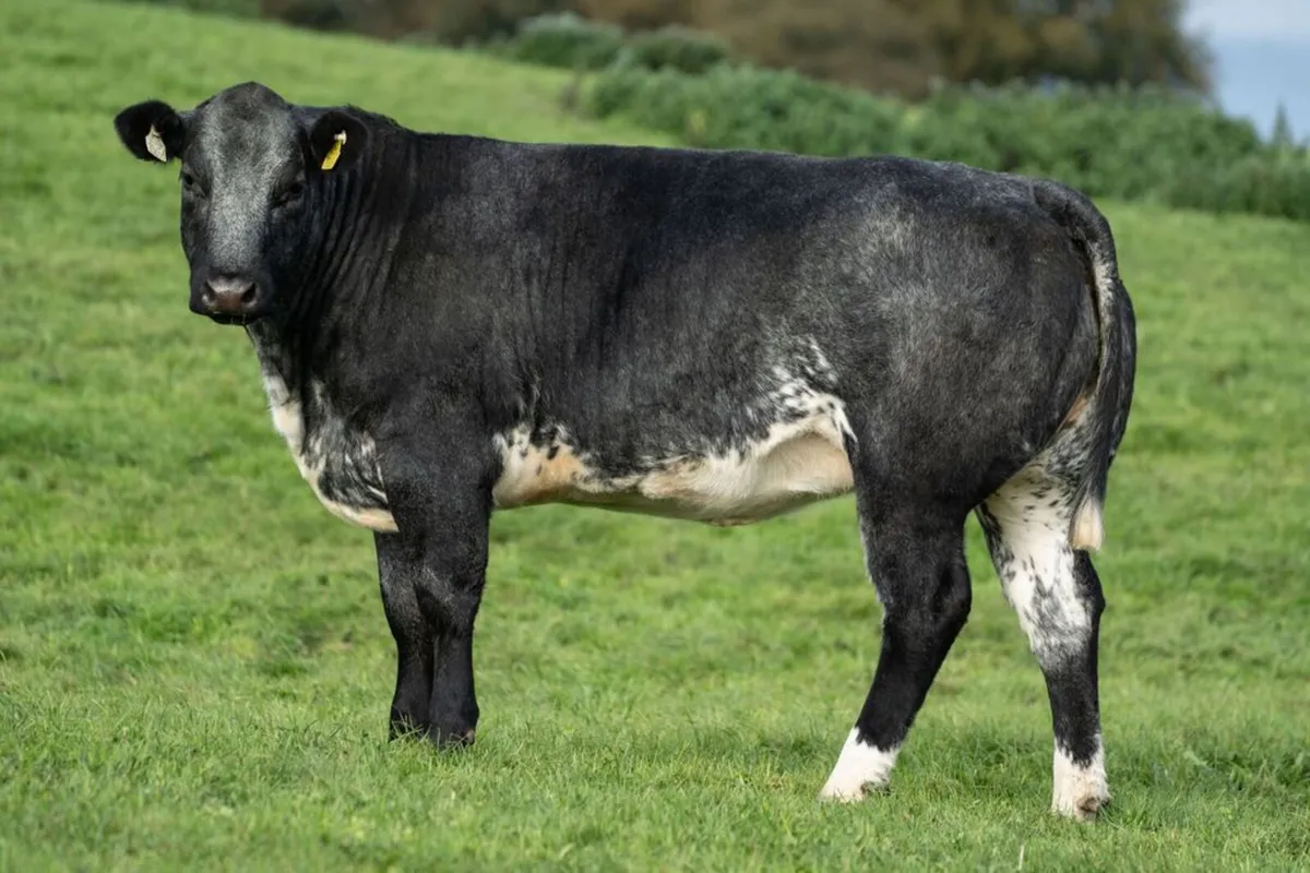Cattle - Image 1