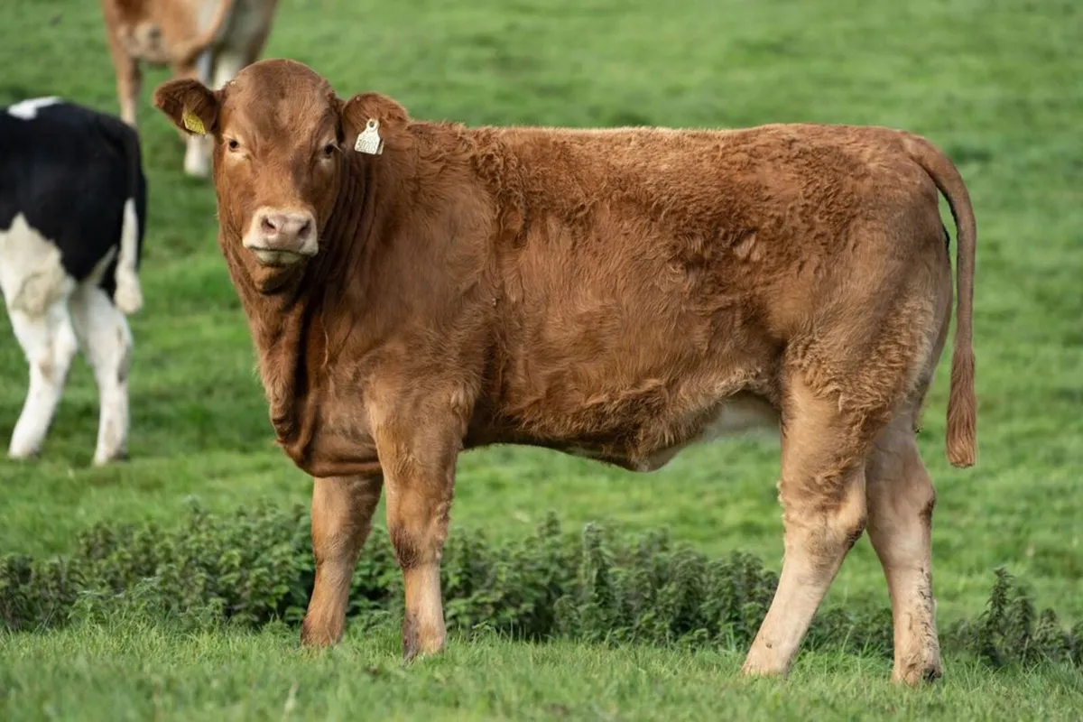 Cattle - Image 4
