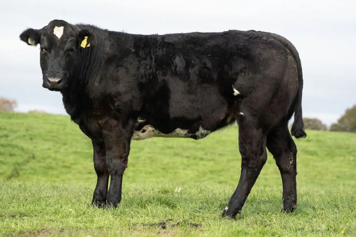 Cattle - Image 2
