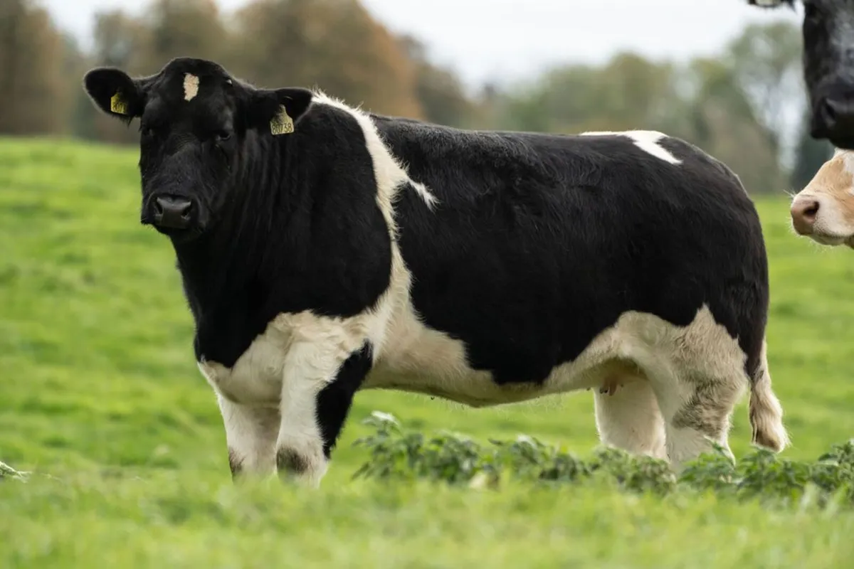 Cattle - Image 3
