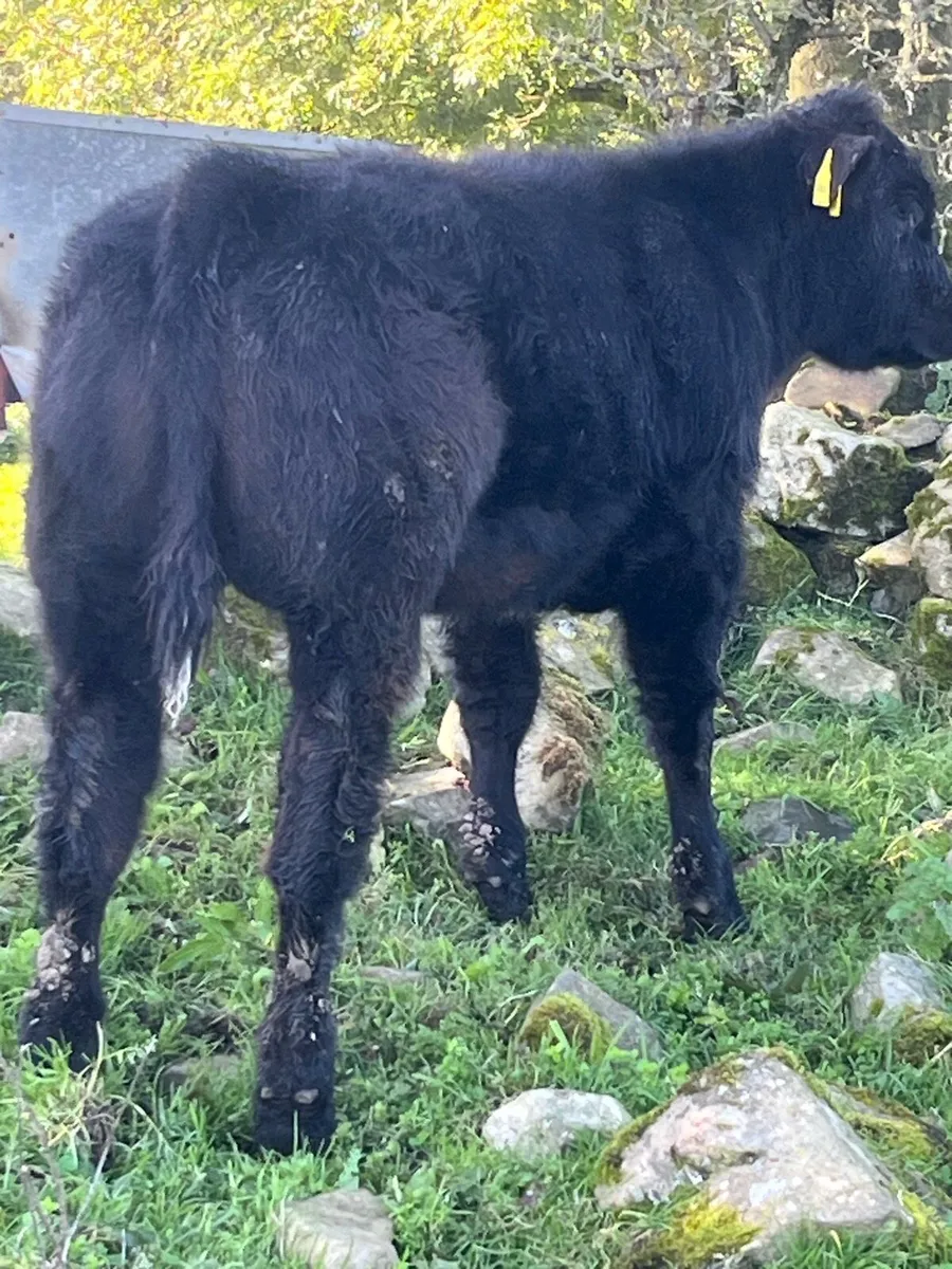 Belgium Blue Heifer Calf - Image 1