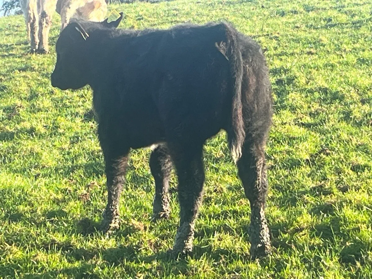 Belgium Blue Heifer Calf - Image 2