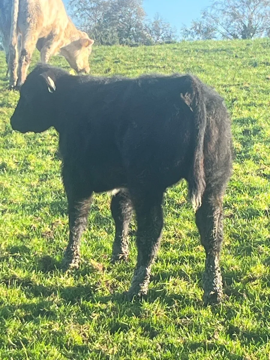 Belgium Blue Heifer Calf - Image 3