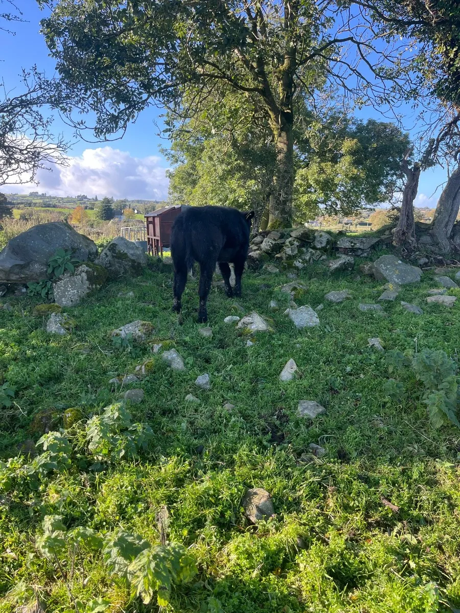 Belgium Blue Heifer Calf - Image 4