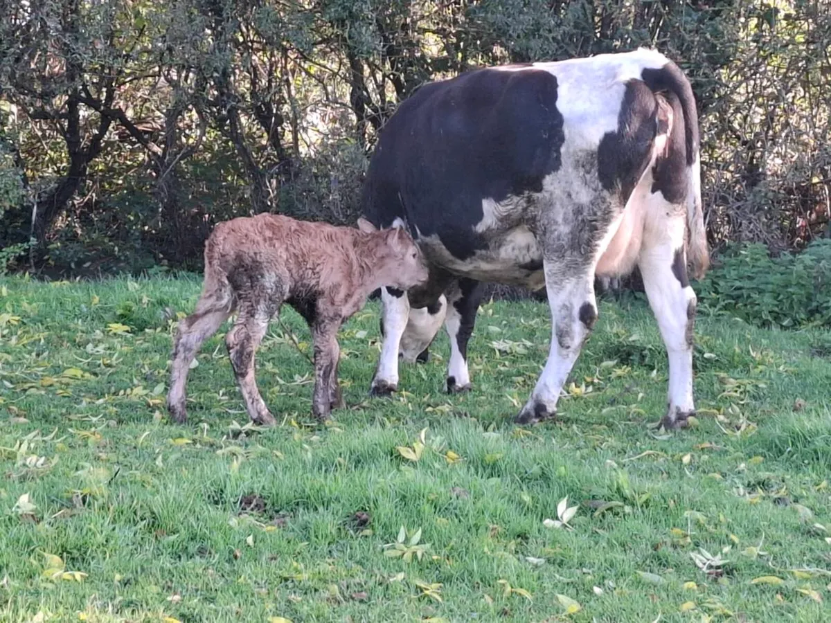 4 star first calver freshly calved lm bull calf - Image 2