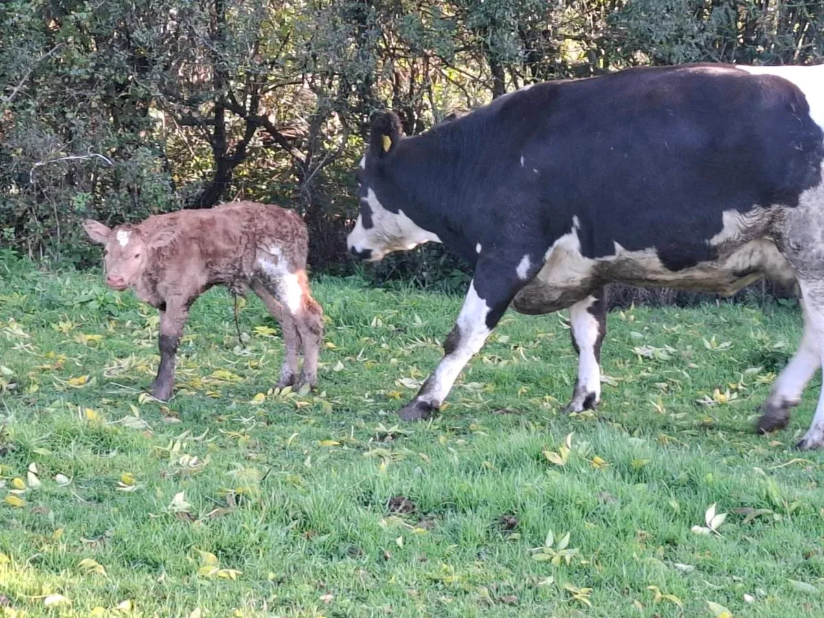 4 star first calver freshly calved lm bull calf - Image 3