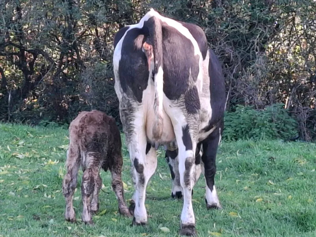 4 star first calver freshly calved lm bull calf - Image 4
