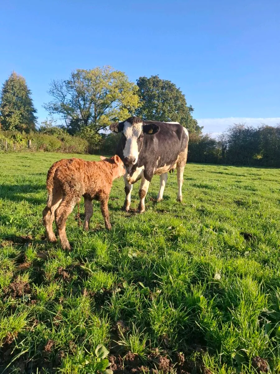 4 star first calver freshly calved lm bull calf - Image 1