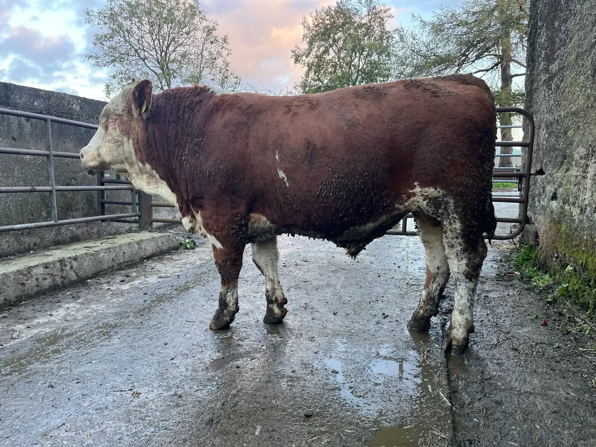 Fleckvieh Bulls - Image 1