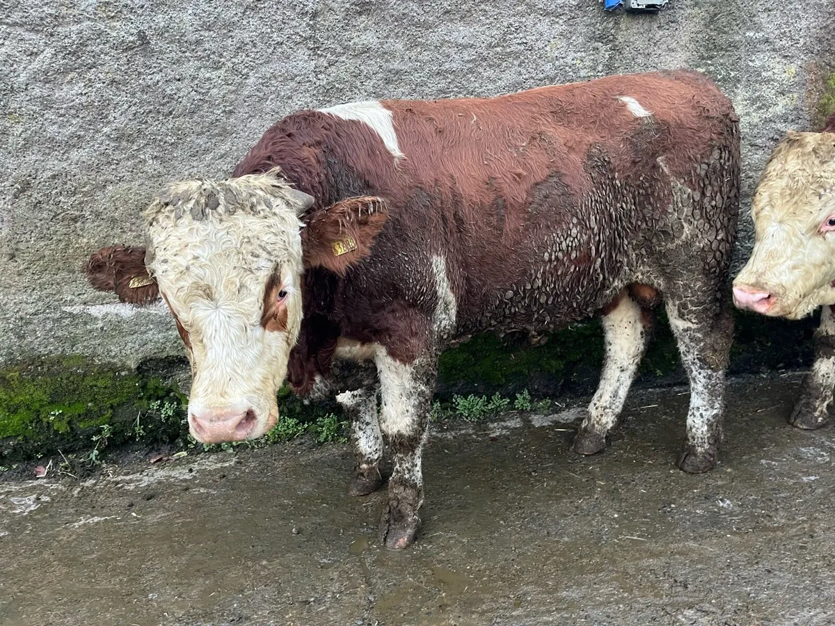 Fleckvieh Bulls - Image 4