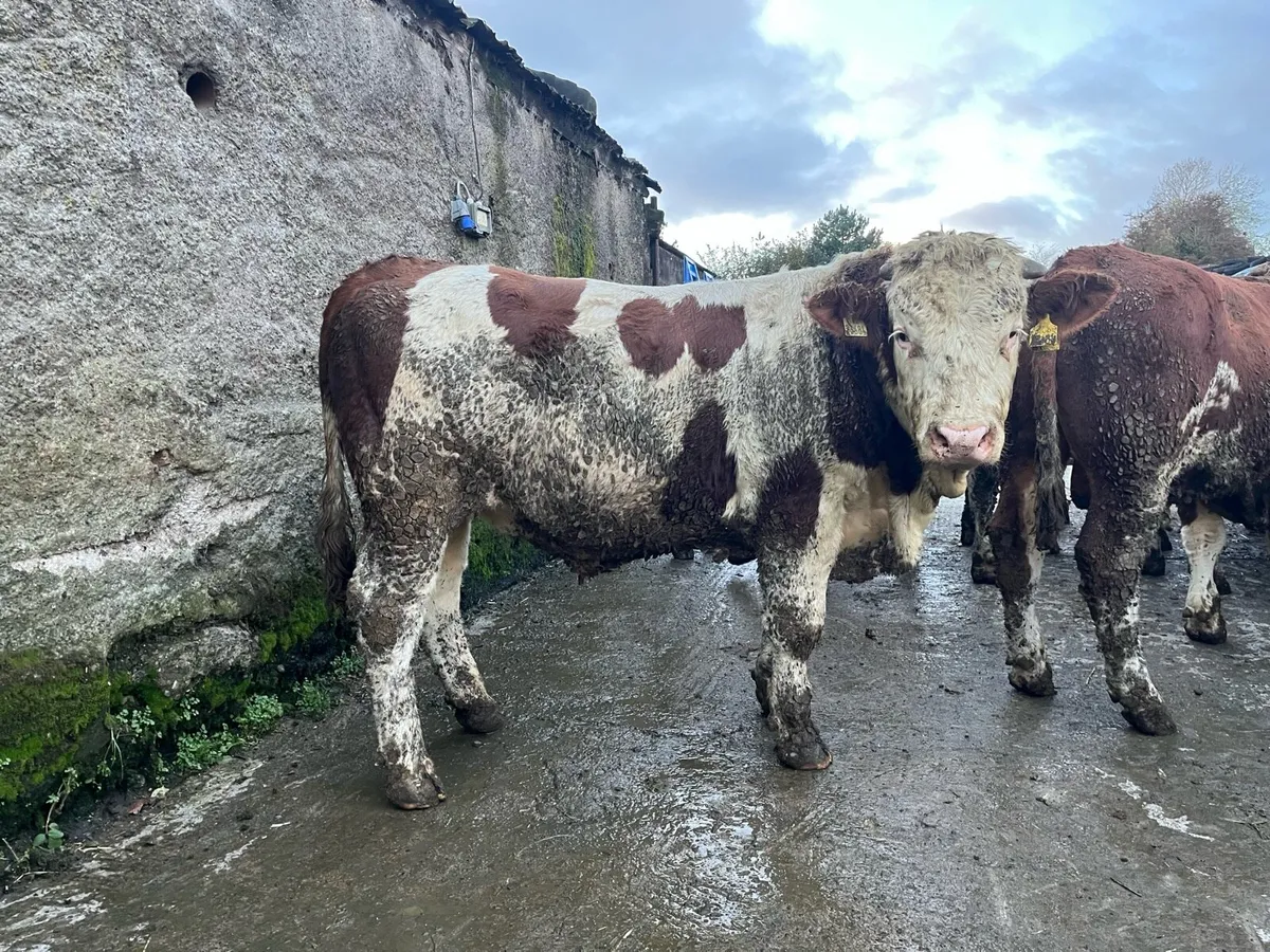 Fleckvieh Bulls - Image 2