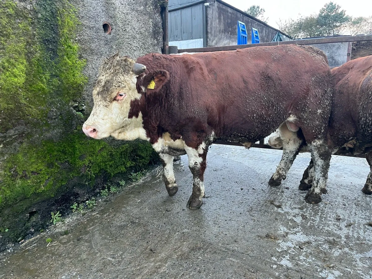 Fleckvieh Bulls - Image 3