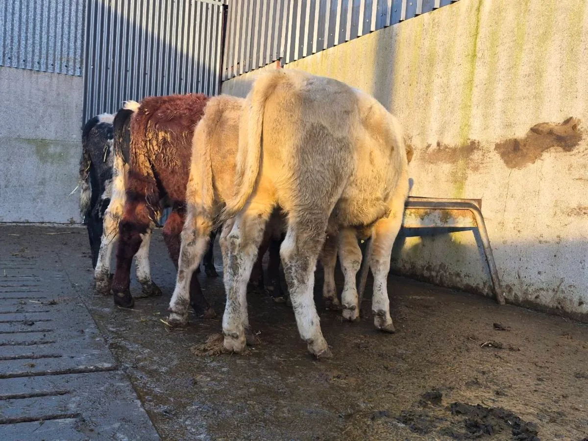 5 Super Bull Weanlings - Image 1