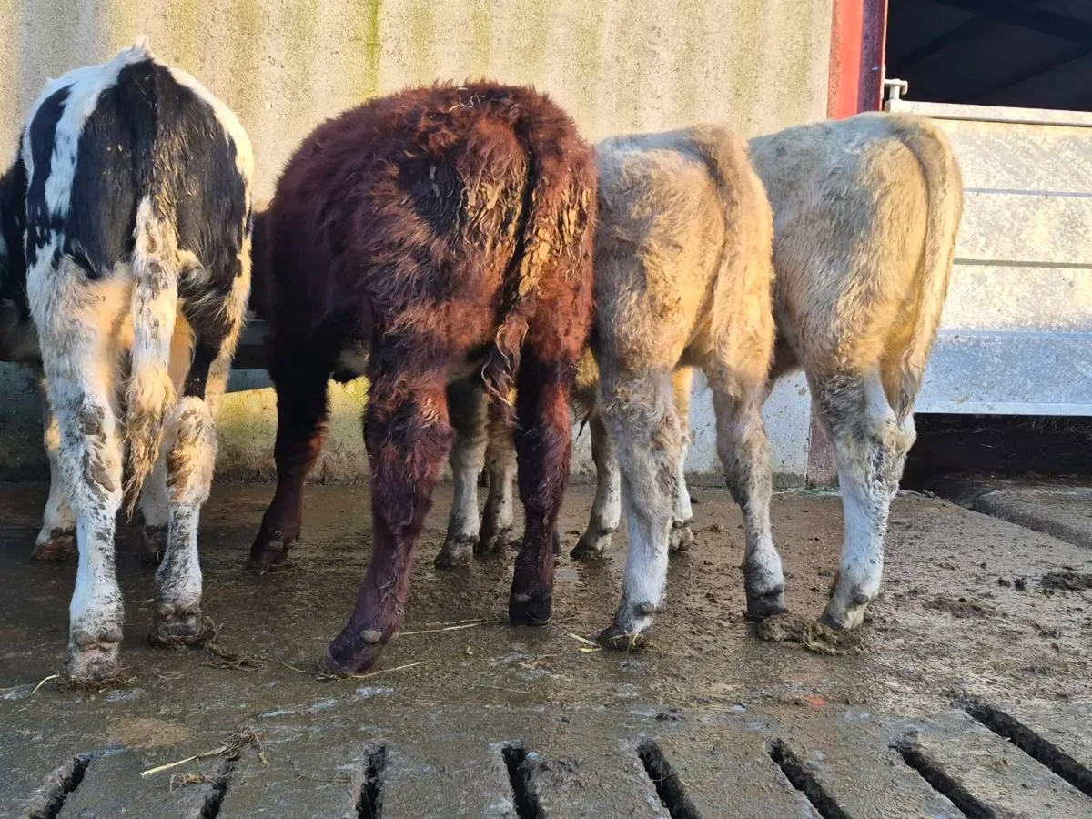 5 Super Bull Weanlings - Image 4