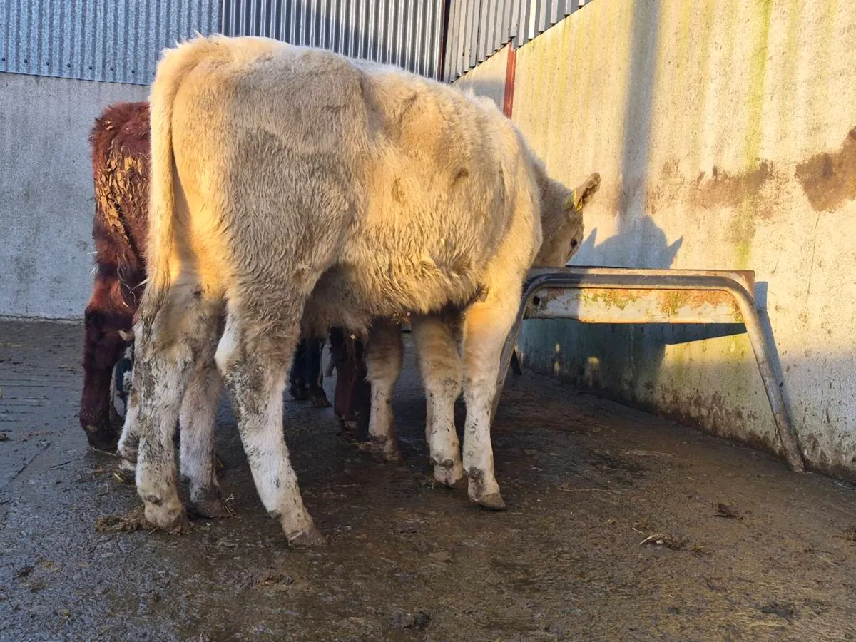 5 Super Bull Weanlings - Image 2